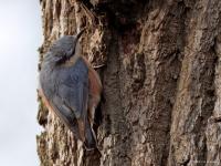 Boomklever  20250102  Pannenhoef