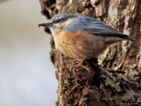 Boomklever  20250102  Pannenhoef