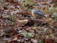 Boomklever  20250102  Pannenhoef