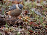 Boomklever  20250102  Pannenhoef