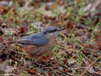 Boomklever  20250102  Pannenhoef