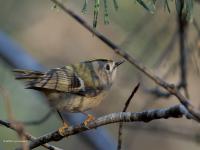 Goudhaan  20250103  Beemden