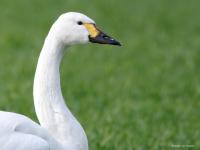 Kleine zwaan 20250129  Pannenhoef