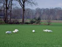 Kleine zwaan 20250129  Pannenhoef