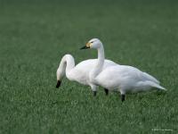 Kleine zwaan 20250129  Pannenhoef