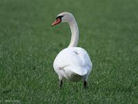 Knobbelzwaan  20250130  Pannenhoef