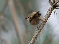 Goudhaan  20250215  Beemden