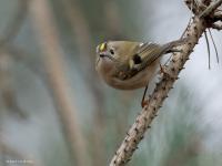 Goudhaan  20250215  Beemden