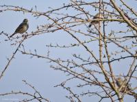 Graspieper  20250305  Pannenhoef