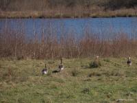 Grauwe gans  20250305  Pannenhoef
