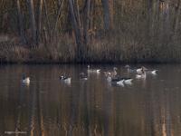 Grauwe gans  20250305  Pannenhoef