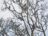 Koperwiek  20250221  Tachtig Bunders