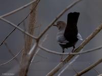 Merel  20250220  Tachtig Bunders