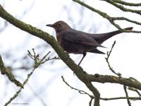 Merel  20250220  Tachtig Bunders