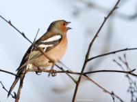 Vink  20250307  Oude Buisse Heide