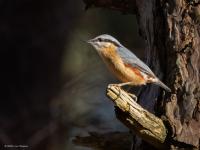 Boomklever  20250320  Oude Buisse Heide