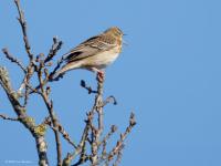 Boompieper  20250401  Oude Buisse Heide