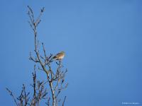 Boompieper  20250401  Oude Buisse Heide