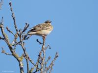 Boompieper  20250401  Oude Buisse Heide