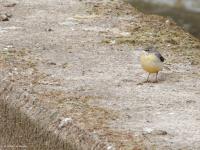 Grote gele kwikstaart  20250410  Meerseldreef