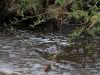 Grote gele kwikstaart  20250410  Meerseldreef