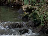 Grote gele kwikstaart  20250410  Meerseldreef