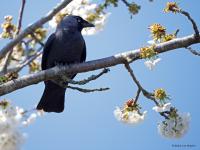 Kauw  20250404  Tuin