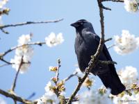 Kauw  20250404  Tuin