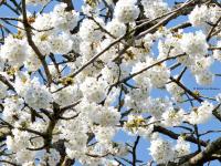 Kauw  20250404  Tuin