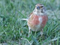 Kneu  20250412  Philipsdam