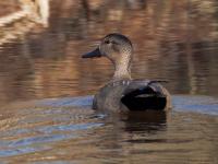 Krakeend  20250310  Meerseldreef