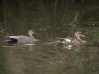 Krakeend  20250410  Meerseldreef