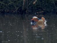 Manderijneend  20250308  De Krochten