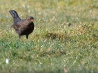 Merel  20250307  Oude Buisse Heide