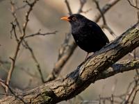 Merel  20250307  Oude Buisse Heide