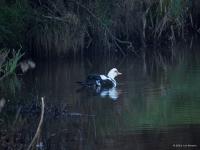 Muskuseend  20250310  Meer De Mark