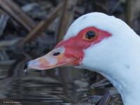 Muskuseend  20250310  Meer De Mark