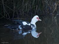 Muskuseend  20250310  Meer De Mark