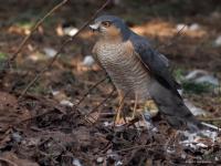 Sperwer  20250325  Tuin