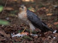 Sperwer  20250325  Tuin