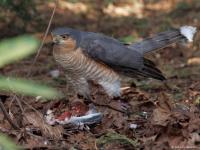 Sperwer  20250325  Tuin