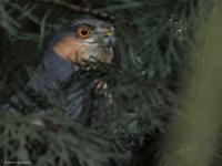 Sperwer  20250325  Tuin