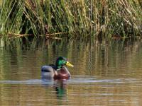 Wilde eend  20250317  Mastbos