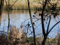 Wilde eend  20250317  Mastbos