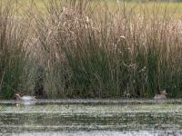 Zomertaling  20250322  De Matjens