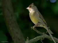 Groenling  20250509  Naast een grote taxus staat in mijn tuin een grote hazelaar. In die bomen hoor ik al meerdere dagen een groenling roepen. Ik denk een vrouwtje dat een mannetje roept? Ik kon de groenlingen vinden onder het bladerdak. Het vrouwtje liet op een gegeven moment opvallend een kuif zien! Ik denk dat ze hier broeden. Hun gedrag was boeiend maar begreep ik niet helemaal.