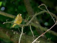 Groenling  20250509  Naast een grote taxus staat in mijn tuin een grote hazelaar. In die bomen hoor ik al meerdere dagen een groenling roepen. Ik denk een vrouwtje dat een mannetje roept? Ik kon de groenlingen vinden onder het bladerdak. Het vrouwtje liet op een gegeven moment opvallend een kuif zien! Ik denk dat ze hier broeden. Hun gedrag was boeiend maar begreep ik niet helemaal.