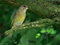 Groenling  20250509  Naast een grote taxus staat in mijn tuin een grote hazelaar. In die bomen hoor ik al meerdere dagen een groenling roepen. Ik denk een vrouwtje dat een mannetje roept? Ik kon de groenlingen vinden onder het bladerdak. Het vrouwtje liet op een gegeven moment opvallend een kuif zien! Ik denk dat ze hier broeden. Hun gedrag was boeiend maar begreep ik niet helemaal.