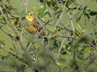 Geelgors  20250603  Regte Heide