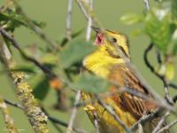 Geelgors  20250603  Regte Heide